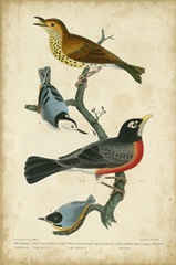 Wilson's Wood Thrush