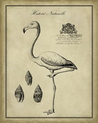 Antiquarian Flamingo