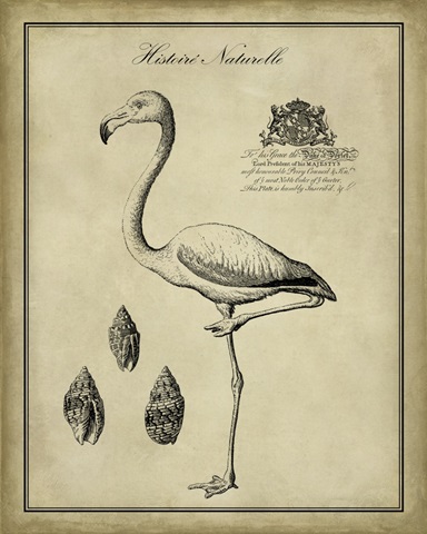 Antiquarian Flamingo