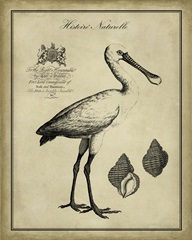 Antiquarian Spoonbill