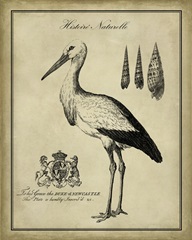 Antiquarian Stork