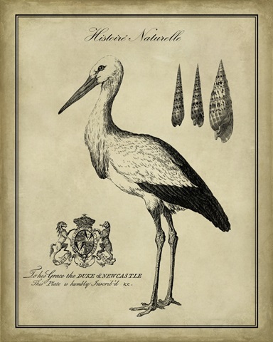 Antiquarian Stork