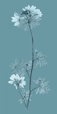 Aqua Nature Study II