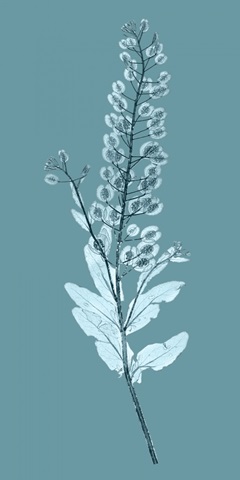 Aqua Nature Study III