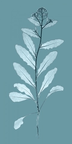 Aqua Nature Study IV