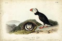 Audubon Arctic Puffin