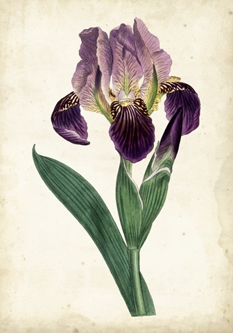 Curtis Iris IV
