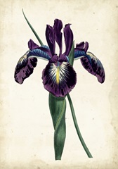 Curtis Iris V