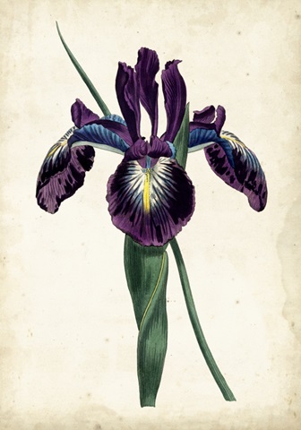 Curtis Iris V