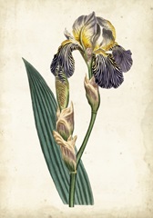 Curtis Iris VI
