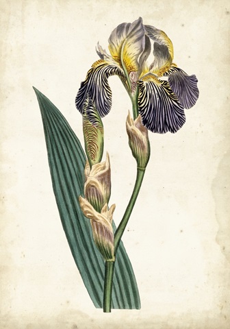 Curtis Iris VI
