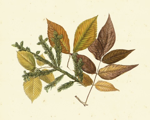 Elm, Spruce, Beech & Ash