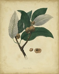 Engelmann Botanical VIII
