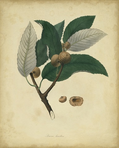 Engelmann Botanical VIII
