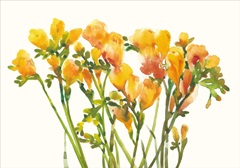 Freesia II
