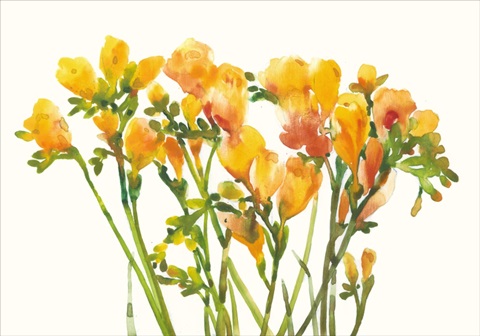 Freesia II