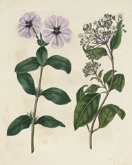 Garden Pairings VIII