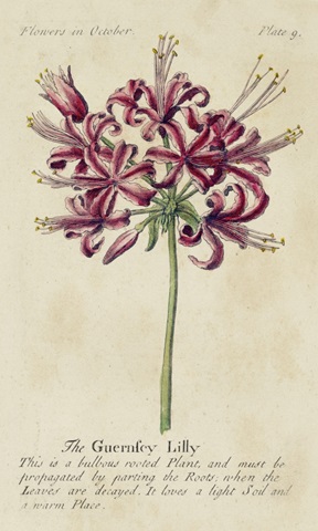 Gardener's Guide VII