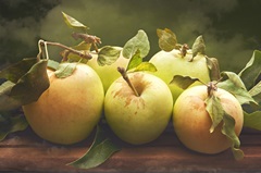 Jill's Green Apples II