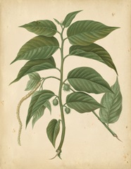 Nature's Greenery II