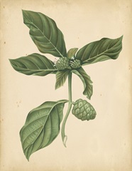 Nature's Greenery III