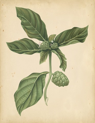 Nature's Greenery III