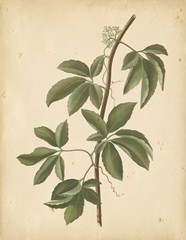 Nature's Greenery IV