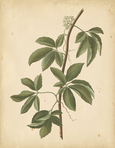 Nature's Greenery IV