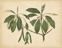 Nature's Greenery IX