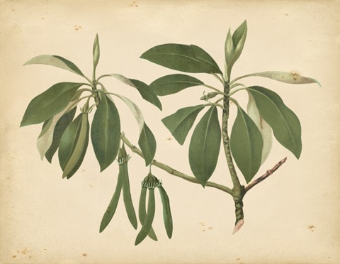 Nature's Greenery IX