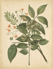 Nature's Greenery VI