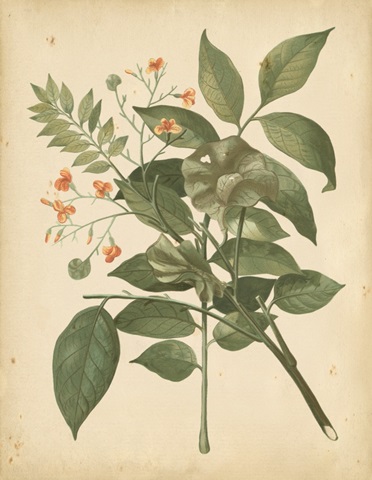 Nature's Greenery VI