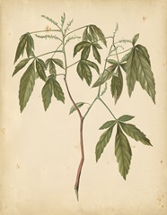 Nature's Greenery VII