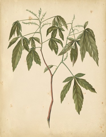 Nature's Greenery VII