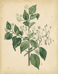 Nature's Greenery VIII