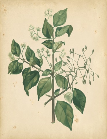 Nature's Greenery VIII