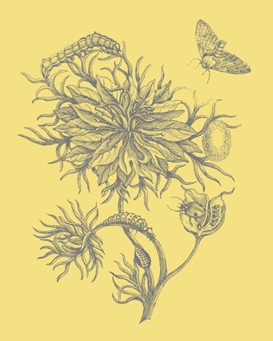 Nature's Optimism II