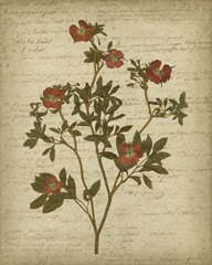Romantic Pressed Flowers I