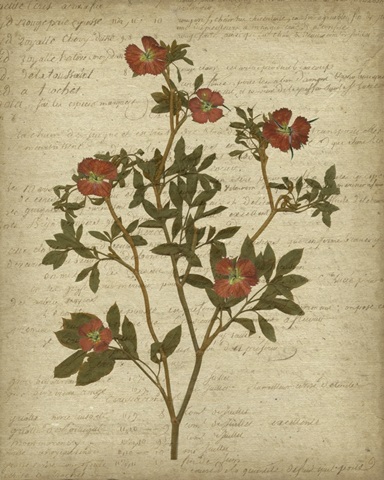 Romantic Pressed Flowers I