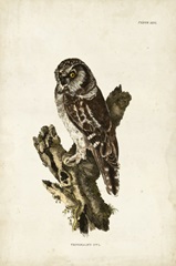 Tengmalm's Owl