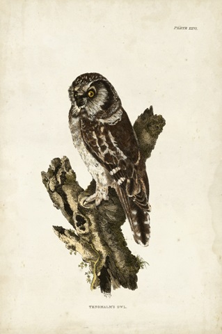 Tengmalm's Owl