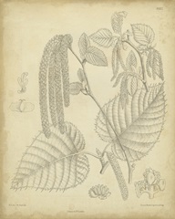 Vintage Curtis Botanical II