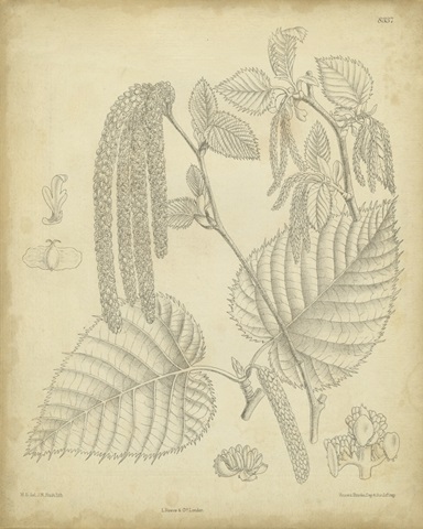 Vintage Curtis Botanical II