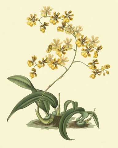 Antique Orchid Study I