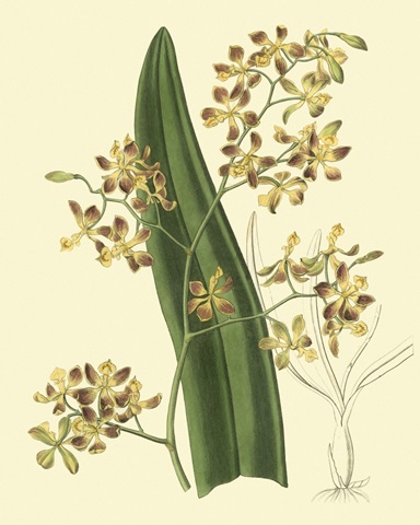 Antique Orchid Study II