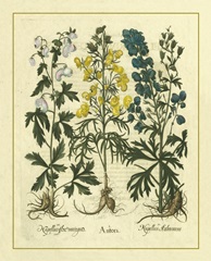 Besler Floral I