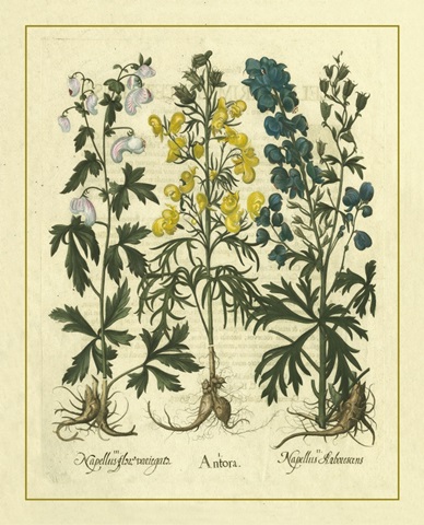 Besler Floral I