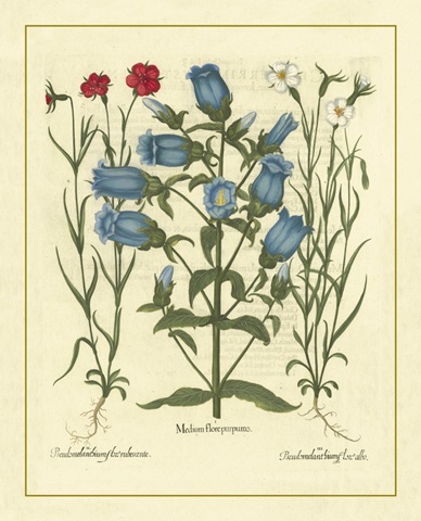 Besler Floral IV