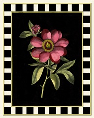 Besler Pink Peony IV