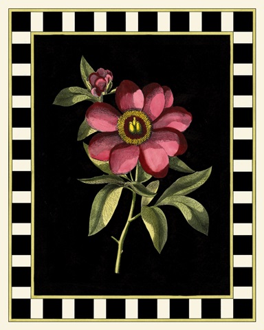 Besler Pink Peony IV